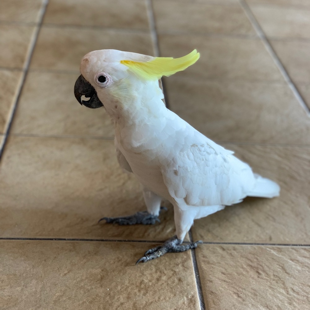 Meet your Posher, Molly